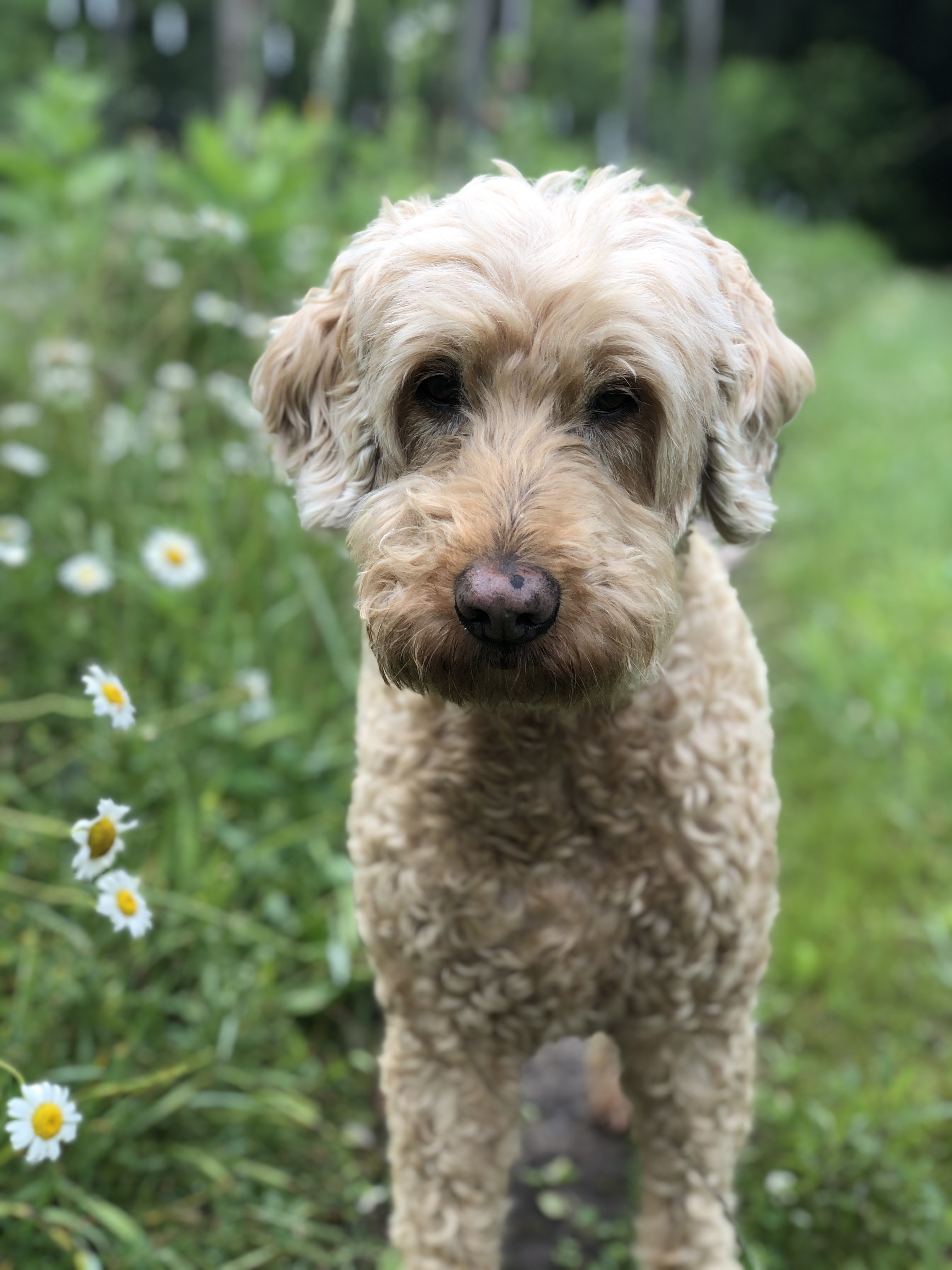 Image shows a 14 year old goldendoodle named Lucy.